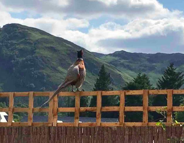 The Bothy - Your Unique Luxury Refuge Saint Fillans Esterno foto
